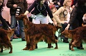 Crufts2011_2 028